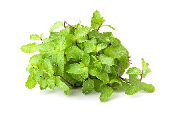 Kitchen Mint or Marsh Mint — Stock Photo, Image