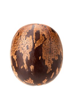 kahverengi kauçuk tohum 