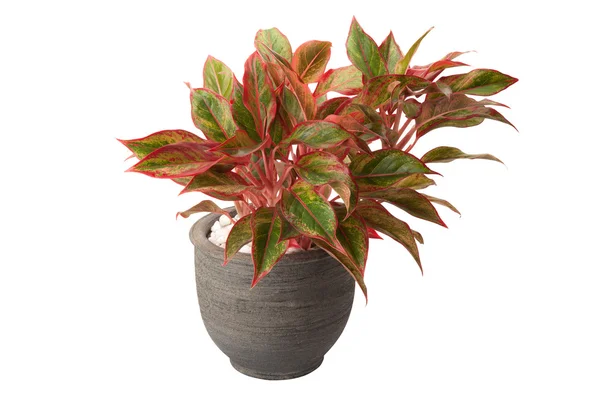 Aglaonema in flower pot — Stock Photo, Image