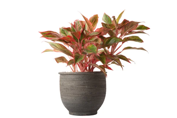 Aglaonema in flower pot — Stock Photo, Image