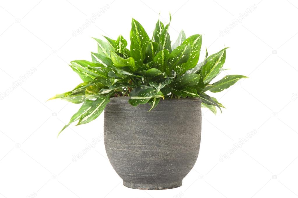 Dieffenbachia in flowerpot 