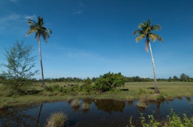 İki Hindistan cevizi hurma ve buffalo