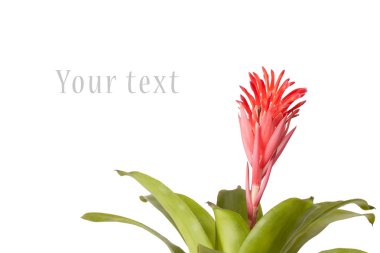 bromeliad çiçek
