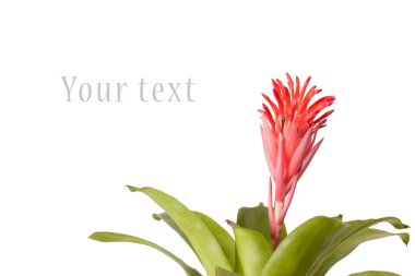 Bromeliad flower clipart
