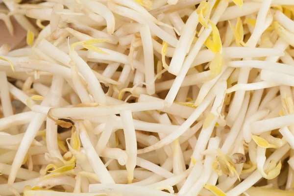 Close up of Bean Sprouts — Stock Photo, Image