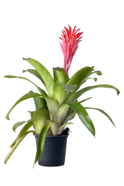 Bromeliad tanaman dalam pot bunga — Stok Foto