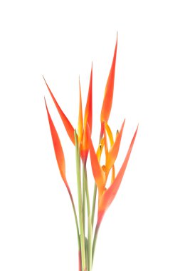 Heliconia çiçeği