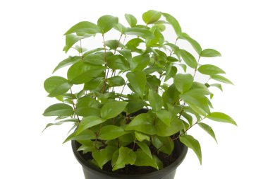 küçük ağaç yaprak yeşil