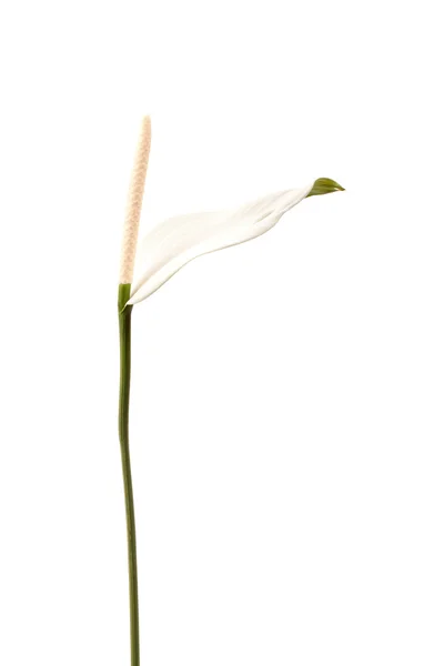 Blooming spathiphyllum — Stock Photo, Image