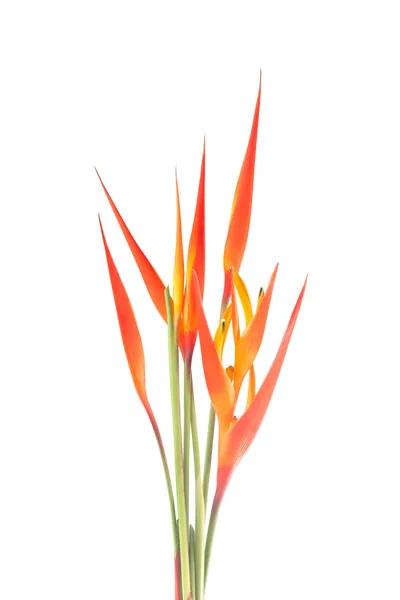 Bunga Heliconia — Stok Foto