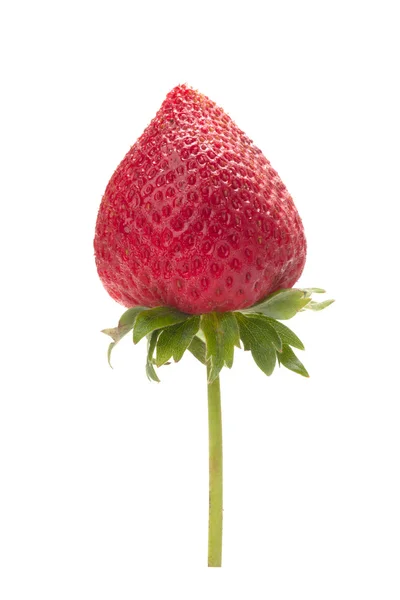 Fragola — Foto Stock