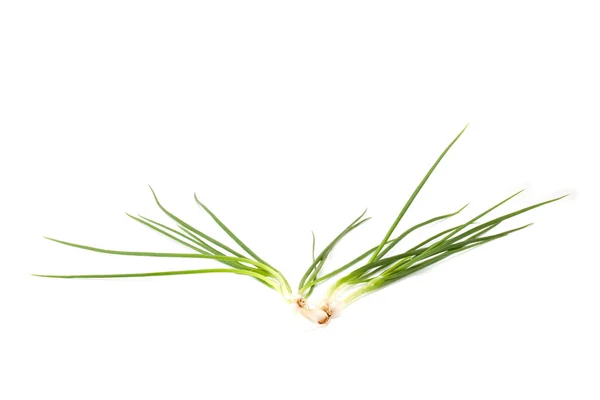 Spring onion isolated — Stock Photo, Image