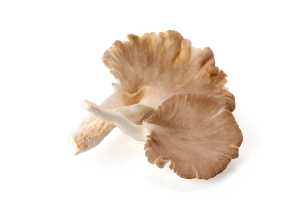 Oyster mushroom — Stock Photo, Image