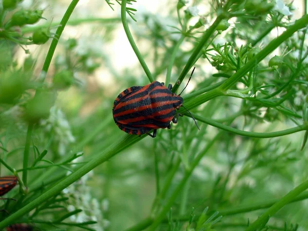 Punaise à base de plantes sur les tiges de l'aneth — Photo