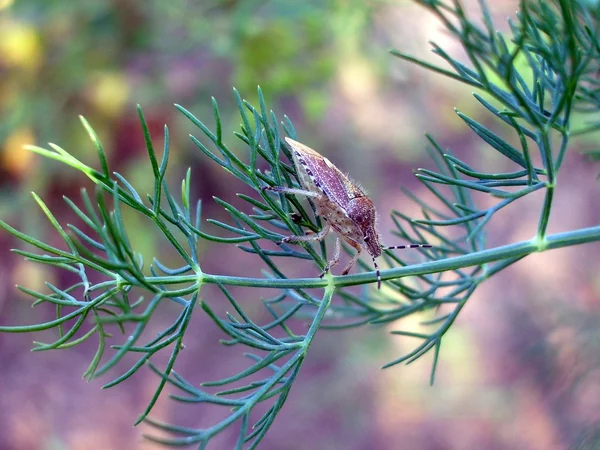 Ziołowe bug na łodygach koperku — Zdjęcie stockowe