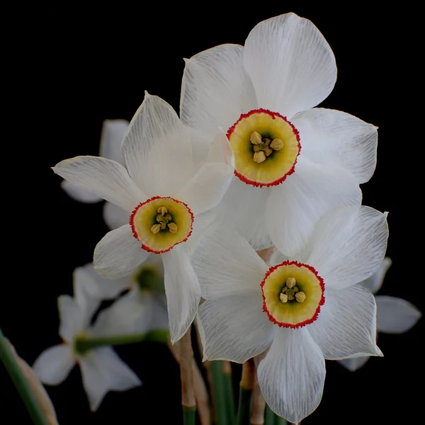 Tres narcisos sobre un fondo negro — Foto de Stock