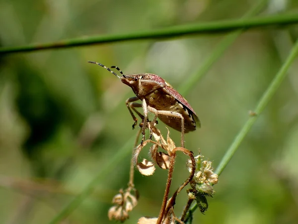 Ziołowe bug na łodydze — Zdjęcie stockowe