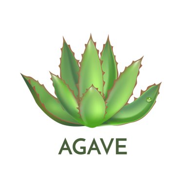 Agav bitki yeşil çiçek logosu renkli vektör çizim