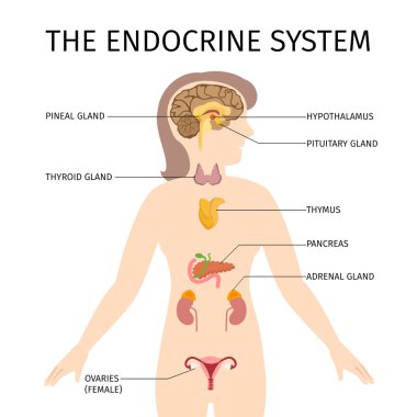 Schematic colorful vector illustration of female endocrine system clipart