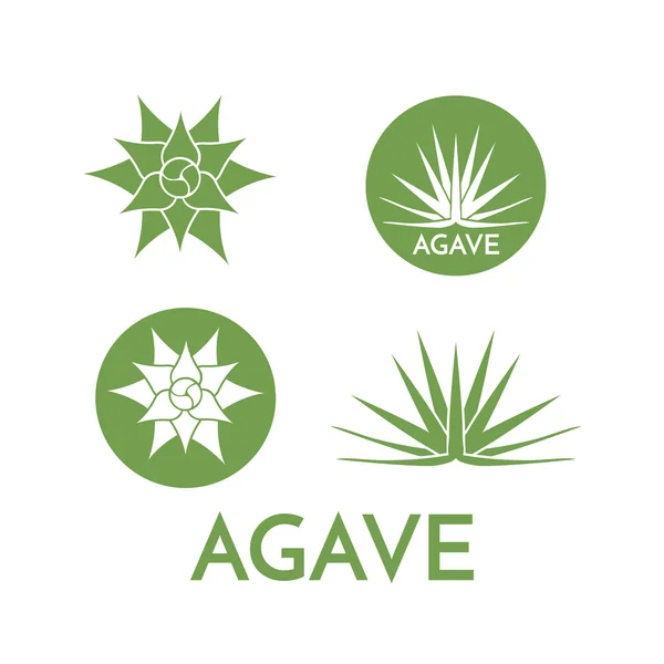 Agave plant green flower logo colorful vector illustration — Stock Vector