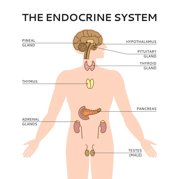 Schematico colorato illustrazione vettoriale del sistema endocrino maschile — Vettoriale Stock