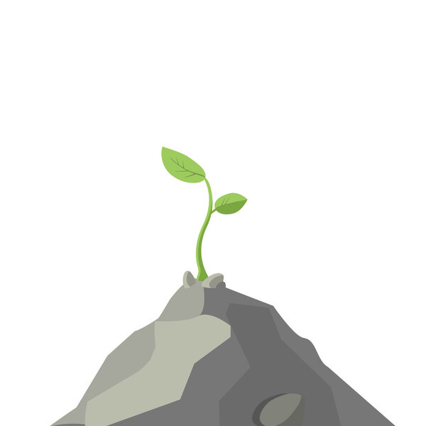 Несмотря ни на что, растение растет на скале.
