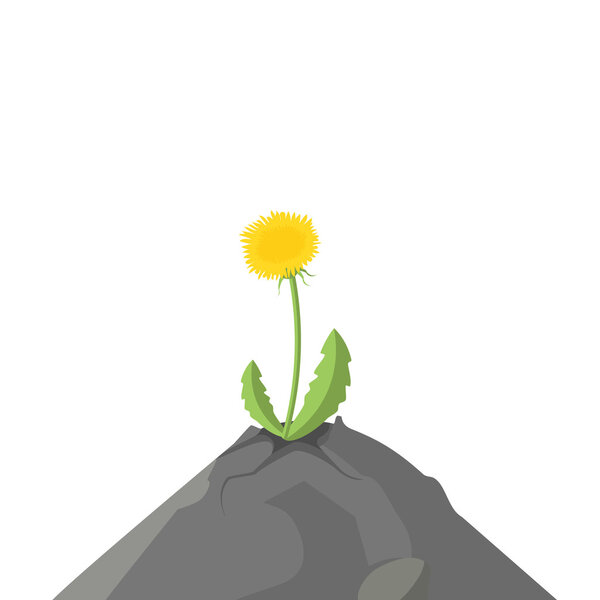 Несмотря ни на что, растение растет на скале.
