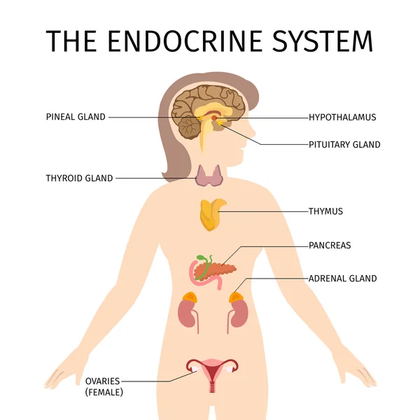 ᐈ The endocrine system stock pictures, Royalty Free endocrine images |  download on Depositphotos®