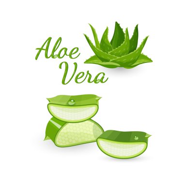 Aloe vera bitki ve parçaları, vektör illüstrasyon