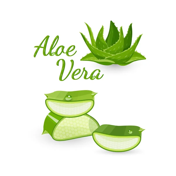 Aloe Vera Pflanze und ihre Teile, Vektorillustration — Stockvektor