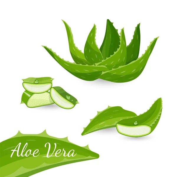 Aloe vera tanaman dan bagian-bagiannya, vektor ilustrasi - Stok Vektor