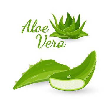 Aloe vera bitki ve parçaları, vektör illüstrasyon