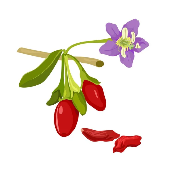 Goji plante des fleurs et des baies avec des feuilles. Wolfberry ou barbarum fruit. Vecteur — Image vectorielle