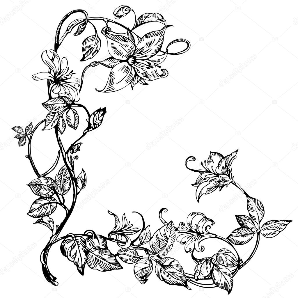 Vintage elegant flowers. Black and white vector illustration. Honeysuckle flower. Botany.