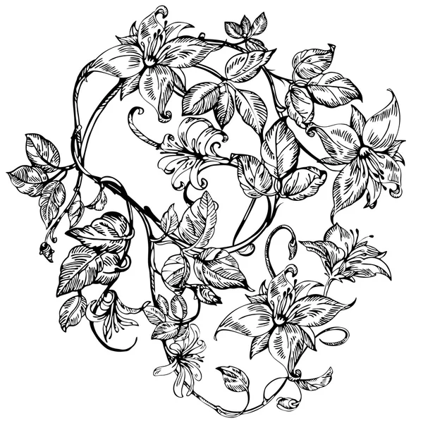Vintage elegante Blumen. Schwarz-weiße Vektorillustration. Geißblatt-Blume. Botanik. — Stockvektor