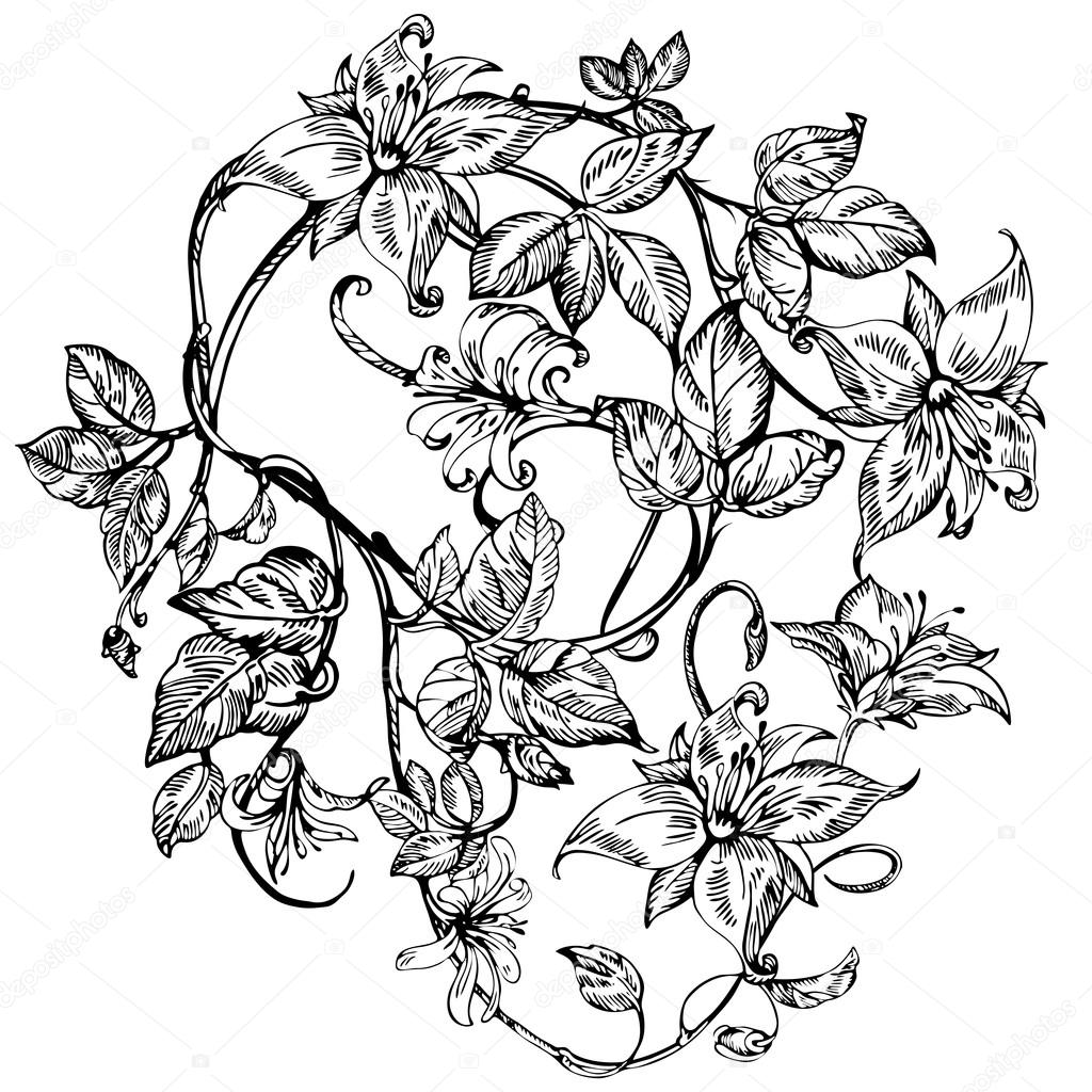 Vintage elegant flowers. Black and white vector illustration. Honeysuckle flower. Botany.