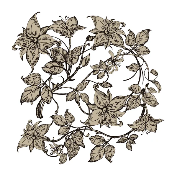 Flores elegantes vintage. Ilustração vetorial preto e branco. Flor de madressilva. Botânica . —  Vetores de Stock