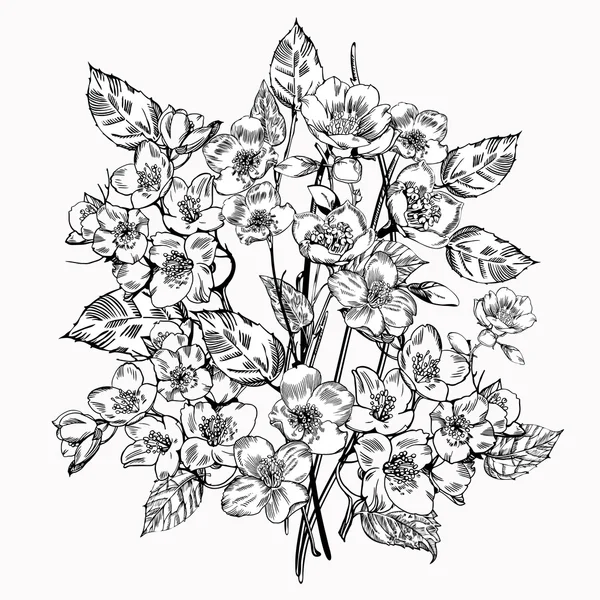 Yasemin çiçeği. Vintage zarif çiçekler. Siyah ve beyaz vektör çizim. Botanik. — Stok Vektör
