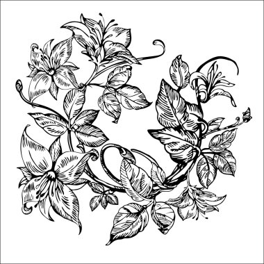 Vintage elegant flowers. Black and white vector illustration. Honeysuckle flower. Botany. clipart