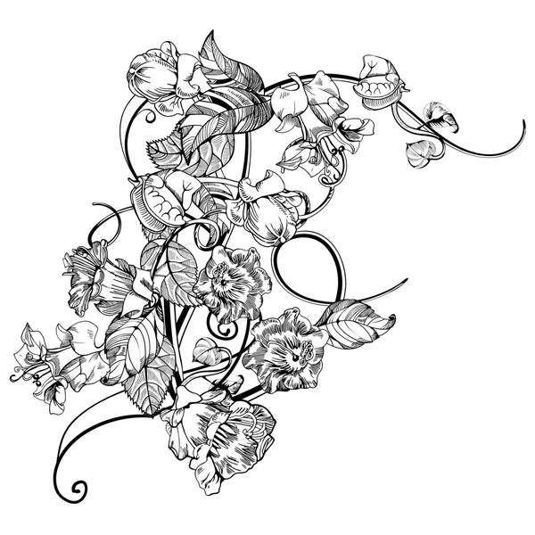 Vintage elegant flowers. Black and white vector illustration. Kobe flower. Botany. — Wektor stockowy