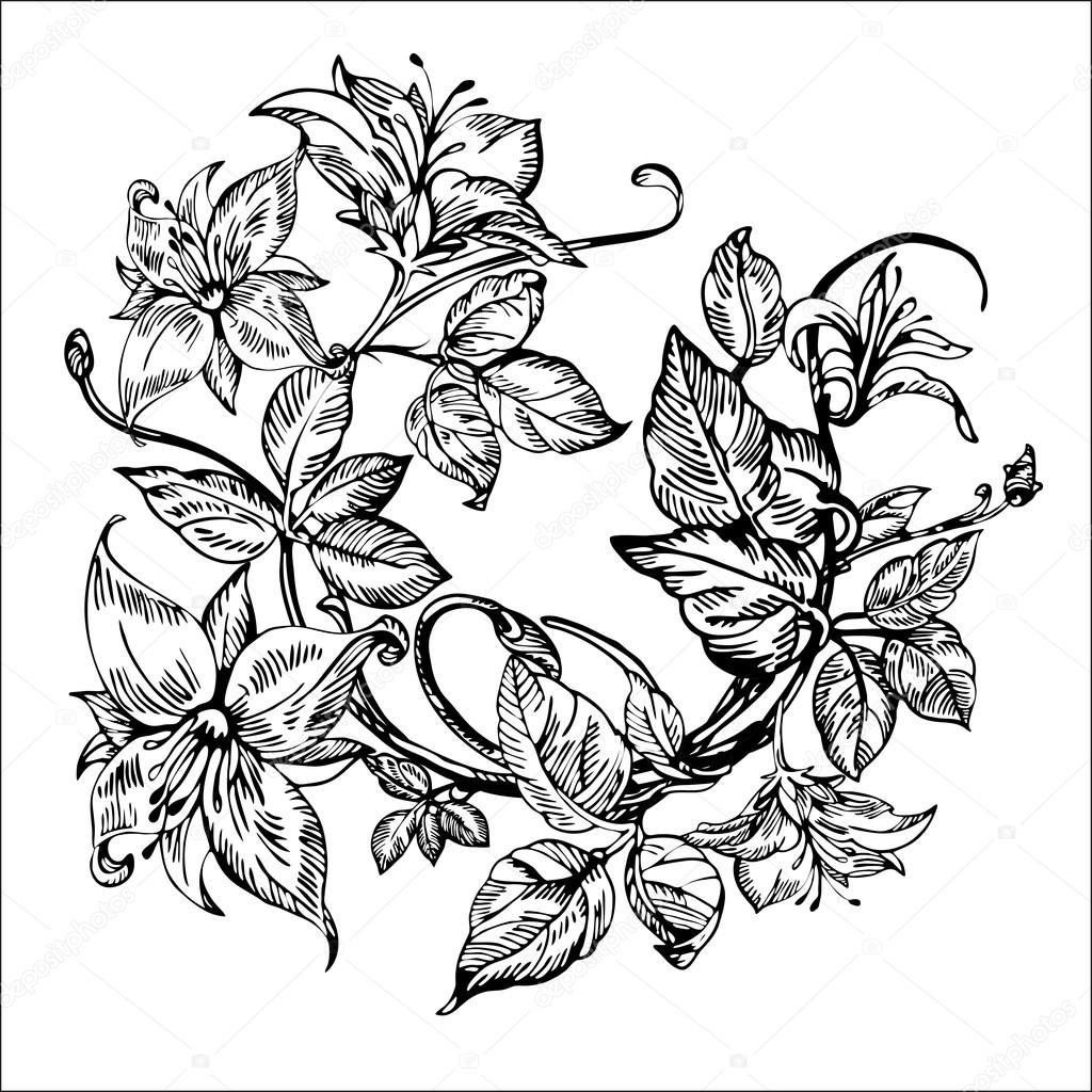 Vintage elegant flowers. Black and white vector illustration. Honeysuckle flower. Botany.