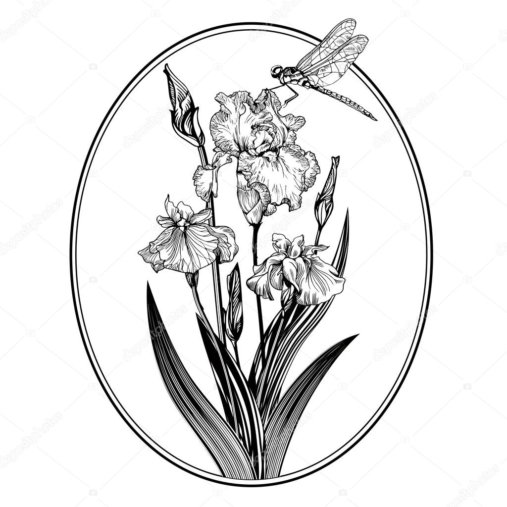 Vintage elegant flowers. Black and white vector illustration. Iris flower. Botany.
