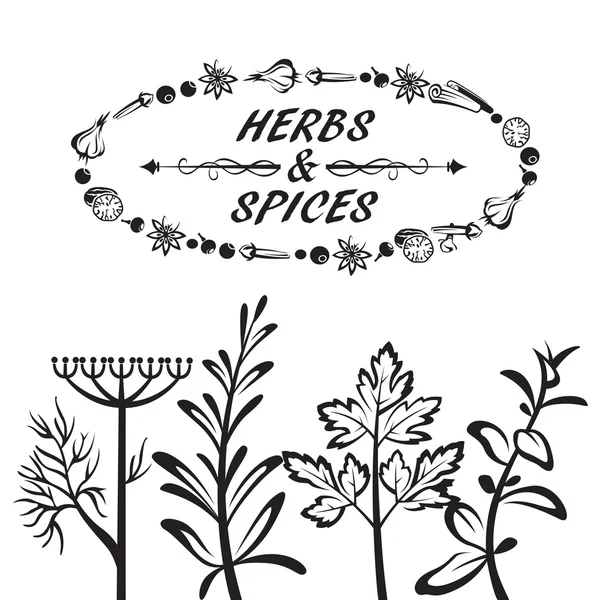 Herbs and spices — Stock Illustration Herbs and spices Stock Vector