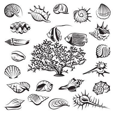 deniz kabuklarını seti