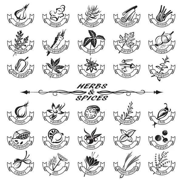 Herbs and spices — Stock Illustration Herbs and spices Stock Vector