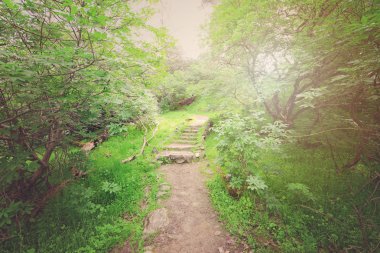 Ormanda kirli patika