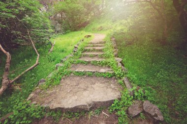 Ormanda kirli patika