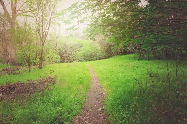 Sentiero sterrato attraverso la foresta — Foto Stock