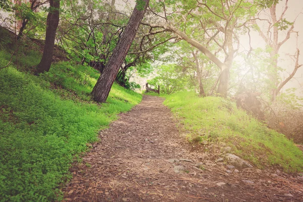 Caminho de sujeira através da floresta — Fotografia de Stock