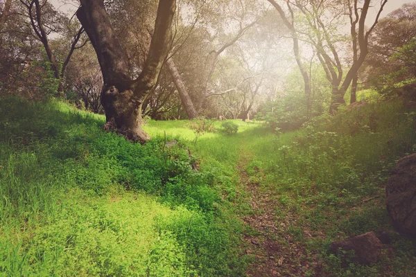 Sentiero sterrato attraverso la foresta — Foto Stock